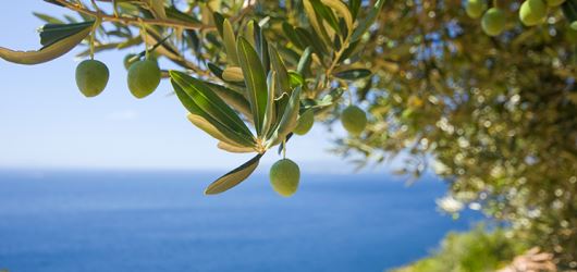 十月，油橄榄果收获季