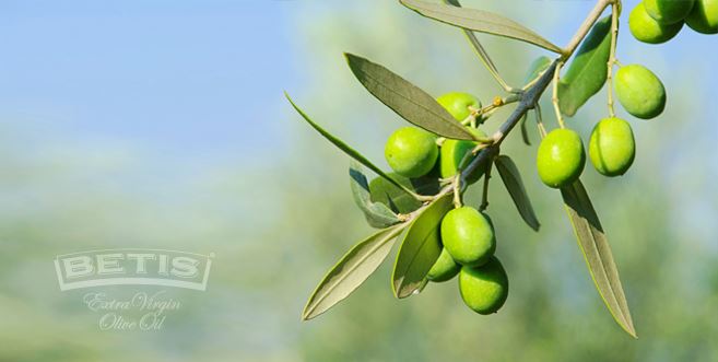 八月，橄榄果成长季